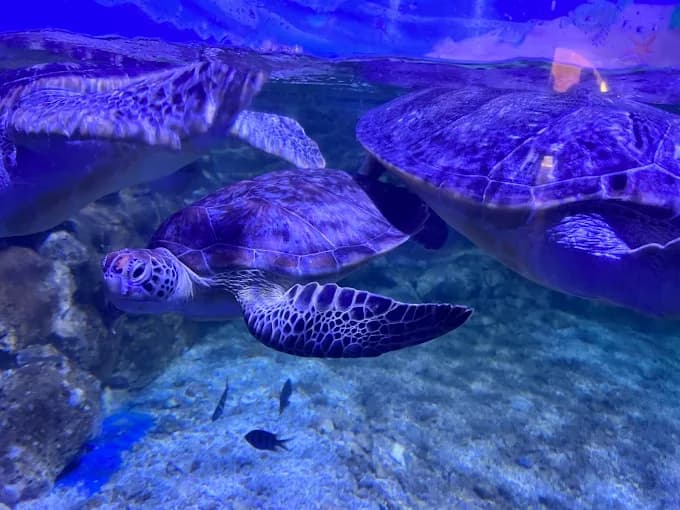 Hurghada Grand Aquarium - image 2