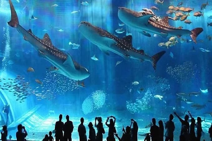 Hurghada Grand Aquarium - image 3