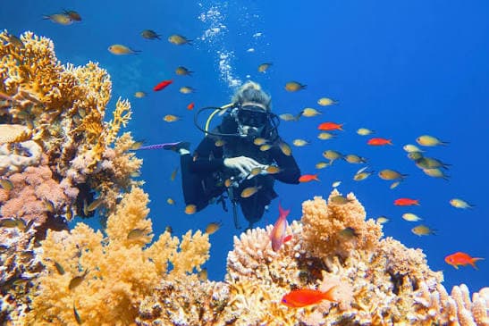 Diving Sea Trip - image 3
