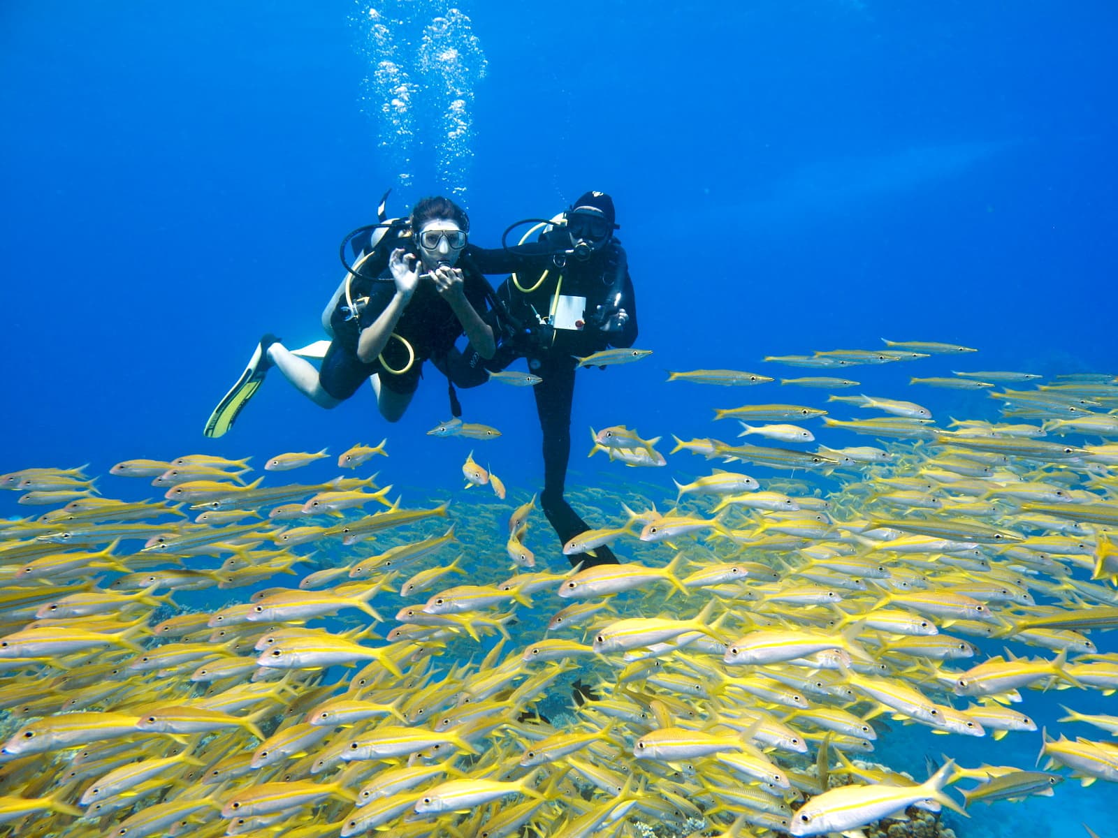 Diving Sea Trip - image 4