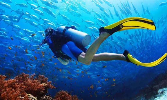 Diving Sea Trip - image 5
