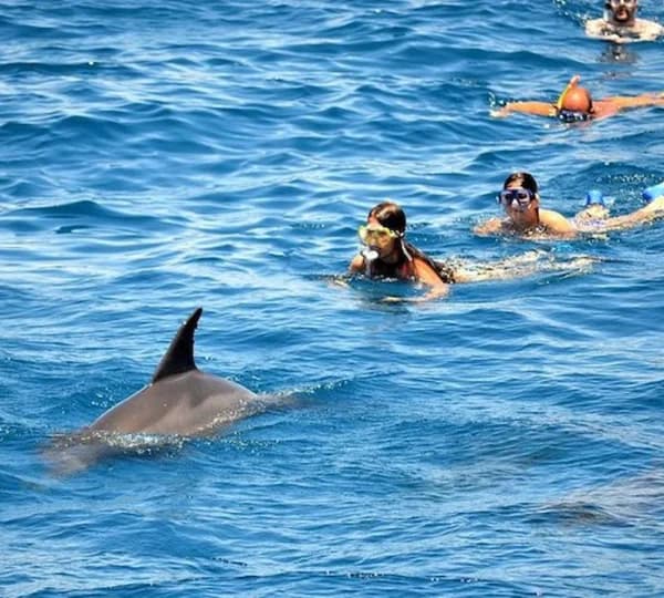 Dolphin House - image 1