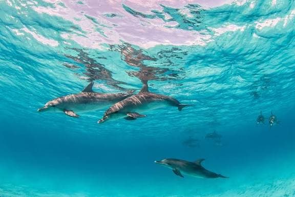 Dolphin House - image 2