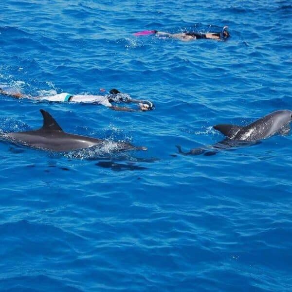 Dolphin House - image 3
