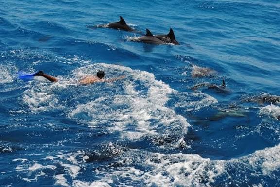 Dolphin House - image 4
