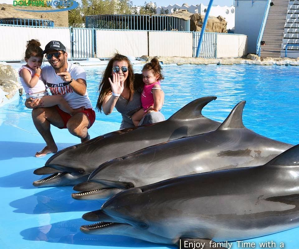 Swimming with Dolphins - image 3