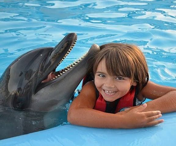 Swimming with Dolphins - image 5