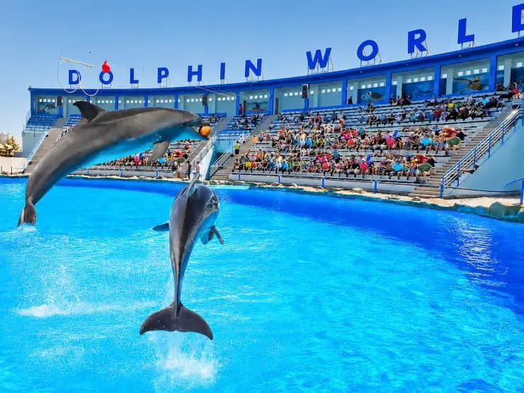Dolphin World Show - image 1