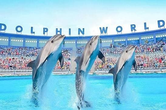 Dolphin World Show - image 2