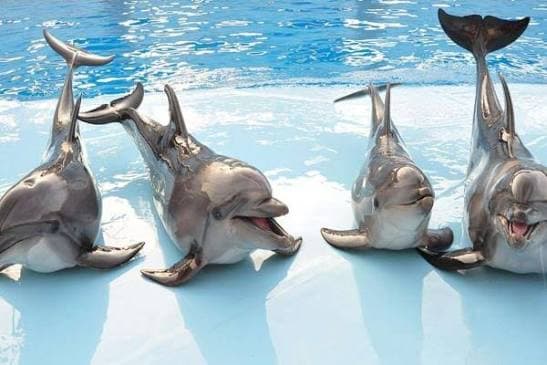 Dolphin World Show - image 3