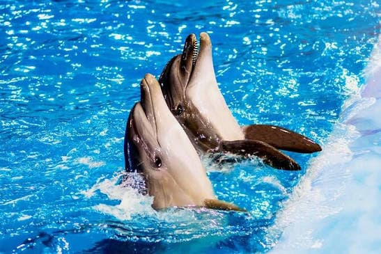 Dolphin World Show - image 4