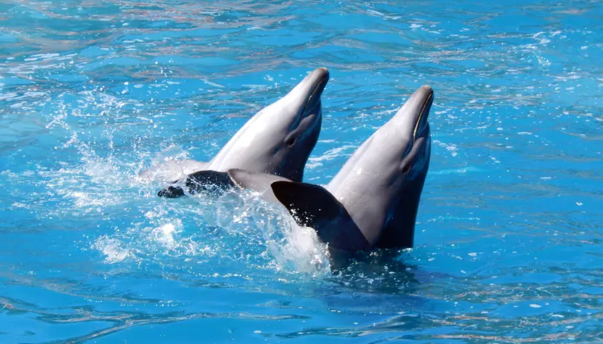 Dolphin World Show - image 5