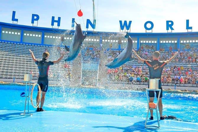 Dolphin World Show