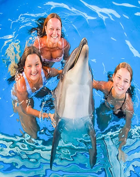 Swimming with Dolphins - image 1