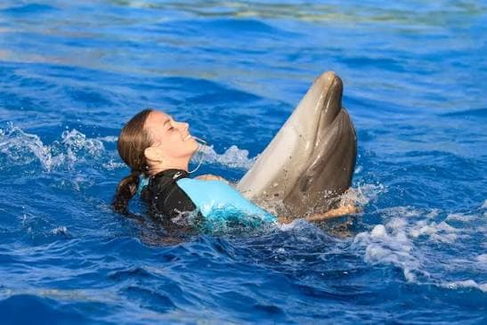 Swimming with Dolphins - image 2
