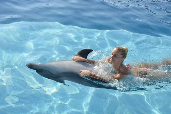 Swimming with Dolphins - image 3
