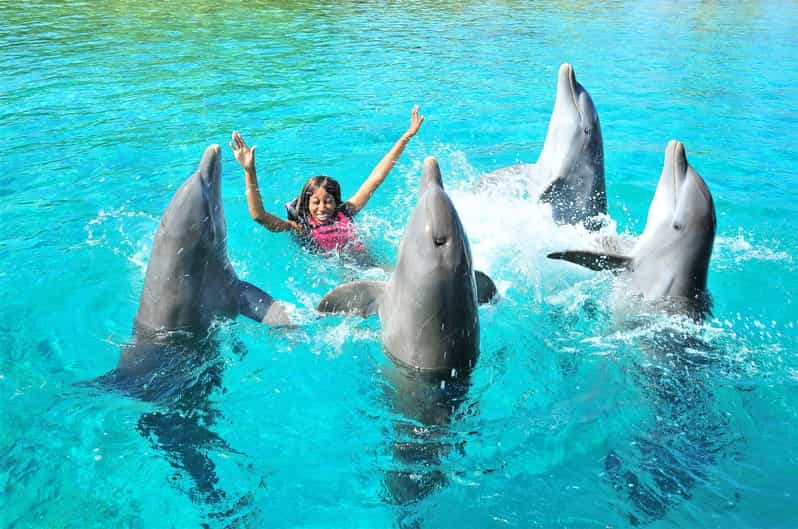 Swimming with Dolphins - image 5